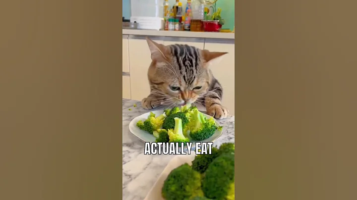 Surprising foods that your cat can actually eat #catlover #facts #interesting #cat #food #pet - DayDayNews