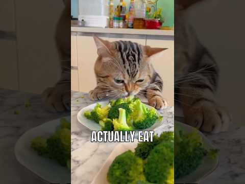 Videó: Felmérési eredmények: Melyik emberi táplálék táplálja az állatorvosi szakembereket a macskáik?