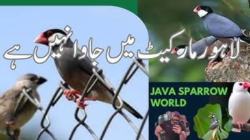 Java care, java breeding,  Fawn Java , Java Sparrow , Java Finch , White Java , Silver Java