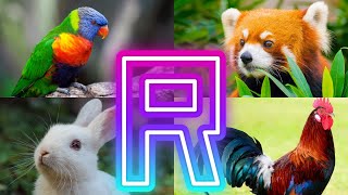 Animals And Birds Starting with R || Amazing Animals Starting With R by InfoZillien 18,696 views 2 months ago 5 minutes, 2 seconds