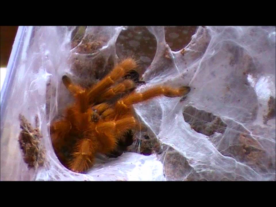 tarantula spider Tarantula Feeding Video 9