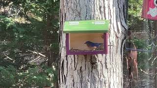 Eastern Bluebird Feeder  Facts, Free Plans & More!
