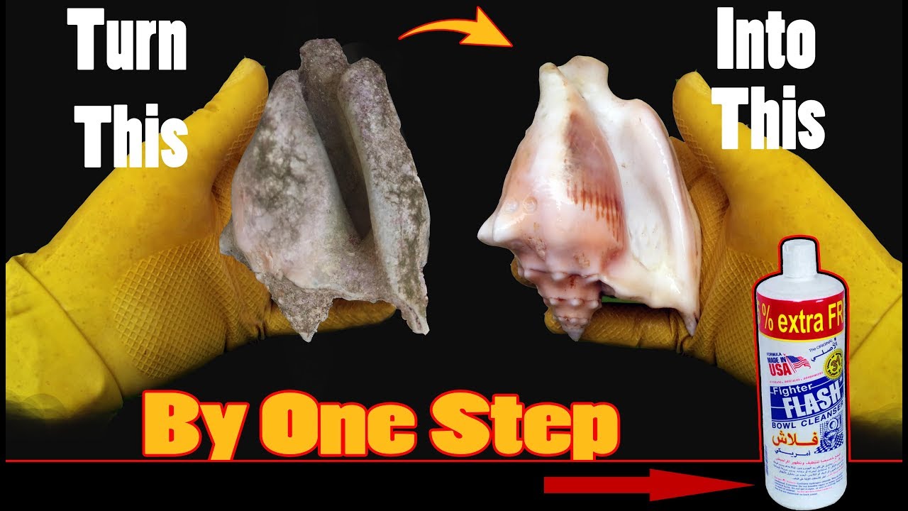 نظف الصدف البحري وقم ببيعه