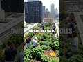 Sustainable Urban Farming: Greening Cities