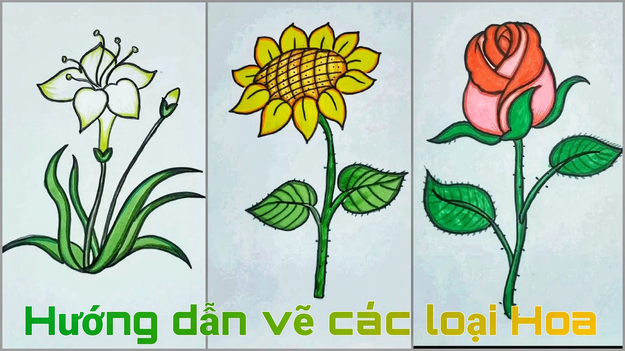 Hướng dẫn vẽ các loài Hoa đơn giản - Hoa Hướng Dương, Hoa Hồng ...