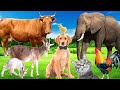 Sounds of wildlife animals familiar animals cats dogs horses elephants cows   part 1