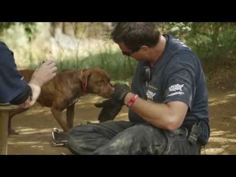 Video: NFL Player går ind i Animal Shelter, beder om at vedtage en 