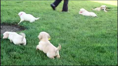 Golden Retriever Puppies For Sale Sarah Beiler