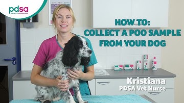 How To Collect A Poo Sample From Your Dog: PDSA Petwise Pet Health Hub