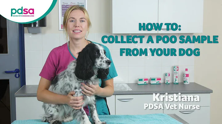 How To Collect A Poo Sample From Your Dog: PDSA Petwise Pet Health Hub - DayDayNews