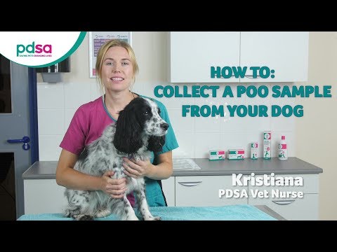 How To Collect A Poo Sample From Your Dog: PDSA Petwise Pet Health Hub