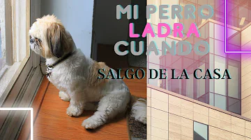 ¿Por qué ladra mi perro cuando llego a casa?