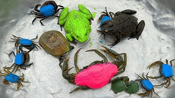 Kem Ốc và cua Chanel lái xe công nông bắt con cua, con ếch, cua xanh, ếch hồng, nòng nọc, con rùa.