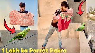 1 Lakh ka Green parrot PakraHow to Parrot at Home ||Hammad Pet House