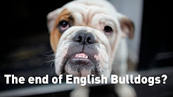 Bulldogs face breeding crisis