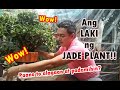 HOW TO PROPAGATE JADE PLANTS + CARE TIPS