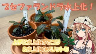 葉水 さま 水草）ウォーターローズレッド（水上葉）（東南便）（1ポット分