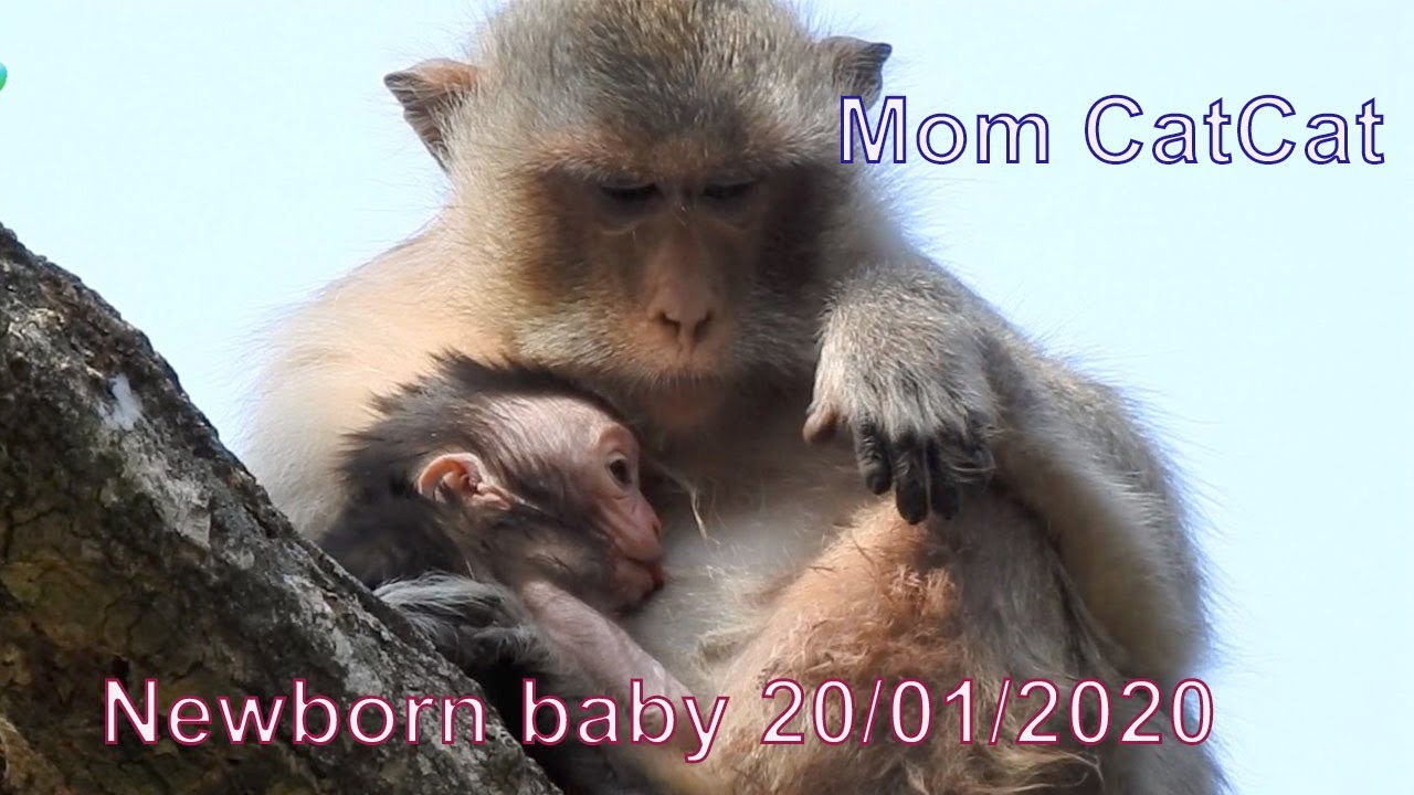 mom CatCat very scared after gave new birth at moment, She stay on hight for breastfeeding baby.