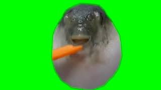 Футаж рыба фугу ест морковь