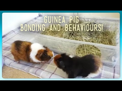 HOW TO: Introduce and Bond Guinea Pigs! | Squeak Dreams