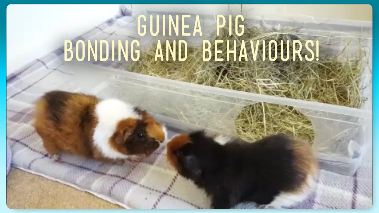 How To: Introduce And Bond Guinea Pigs! | Squeak Dreams