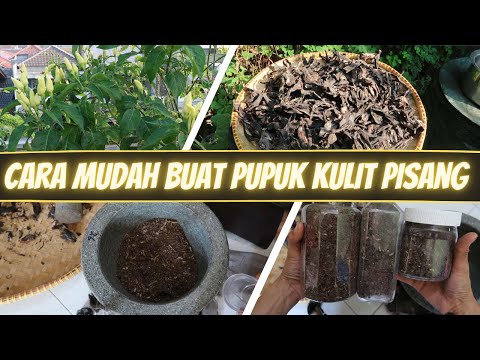 Video: Baja Kulit Pisang: Bagaimana Membuat Baja Kulit Pisang? Untuk Tanaman Mana Yang Boleh Dikupas Kulitnya Sebagai Baja?