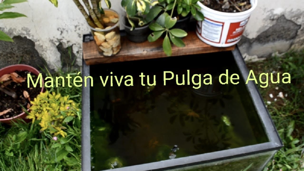 Cómo mantener tu Pulga de agua viva (Dafnia/ Daphnia)