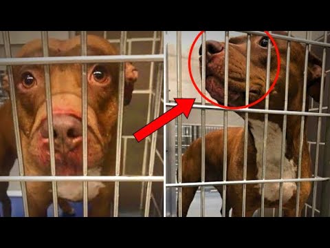 Video: Záchranné domy Pit Bulls v luxusních chatách na zvýšení přijímací ceny