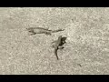 Lizards - Mating Behavior, or Fighting for Territory?