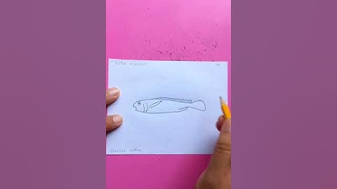 coitor croaker fish | original video tutorials #satisfying #creativeart #drawingforbeginners