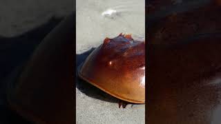 Horseshoe crab Blue Blooded Animals