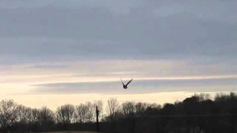 Tree swallow dive bomb