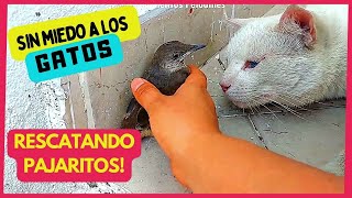 El dia que un PAJARITO no le tuvo miedo a mi gato Milky Blue!