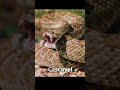 As 5 cobras mais venenosas do Brasil    #curiosidades #faunabrasileira #cobra