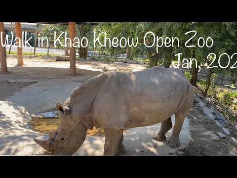 Walk in Khao Kheow Open Zoo สวนสัตว์เปิดเขาเขียว