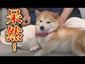 突然、兄柴犬に襲われ、唖然とする柴犬・・・