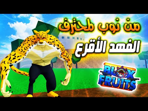 من نوب لمحترف 8 تلفيل الفهد ابو صلعة ماكس روبلوكس بلوكس فروت Roblox Blox Fruits