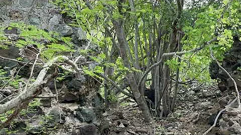 Audio J’Ouvert Morning Antigua and Barbuda Carnival Aug 7, 2023