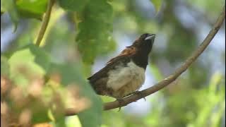 White-rumped Munia call