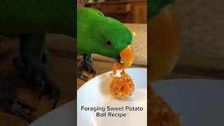 Eclectus parrot eating Foraging Sweet Potato Balls | #birdfood  #parrotfood