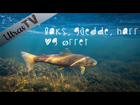 Video: Brødruller Med ørret Og Ost