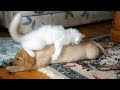【面白い動画】 かわいい猫 - かわいい犬 - 最も面白いペットの動画 #88