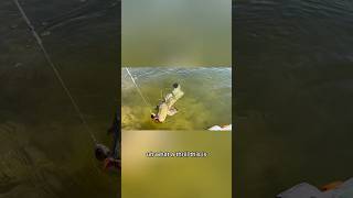 Змейголов на блесну🤯 Полное видео уже на Канале 🔥#fishing #рыбалка