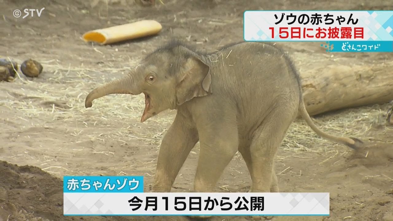 札幌市円山動物園のゾウの赤ちゃん 15日から一般公開 愛称の投票もスタート - YouTube