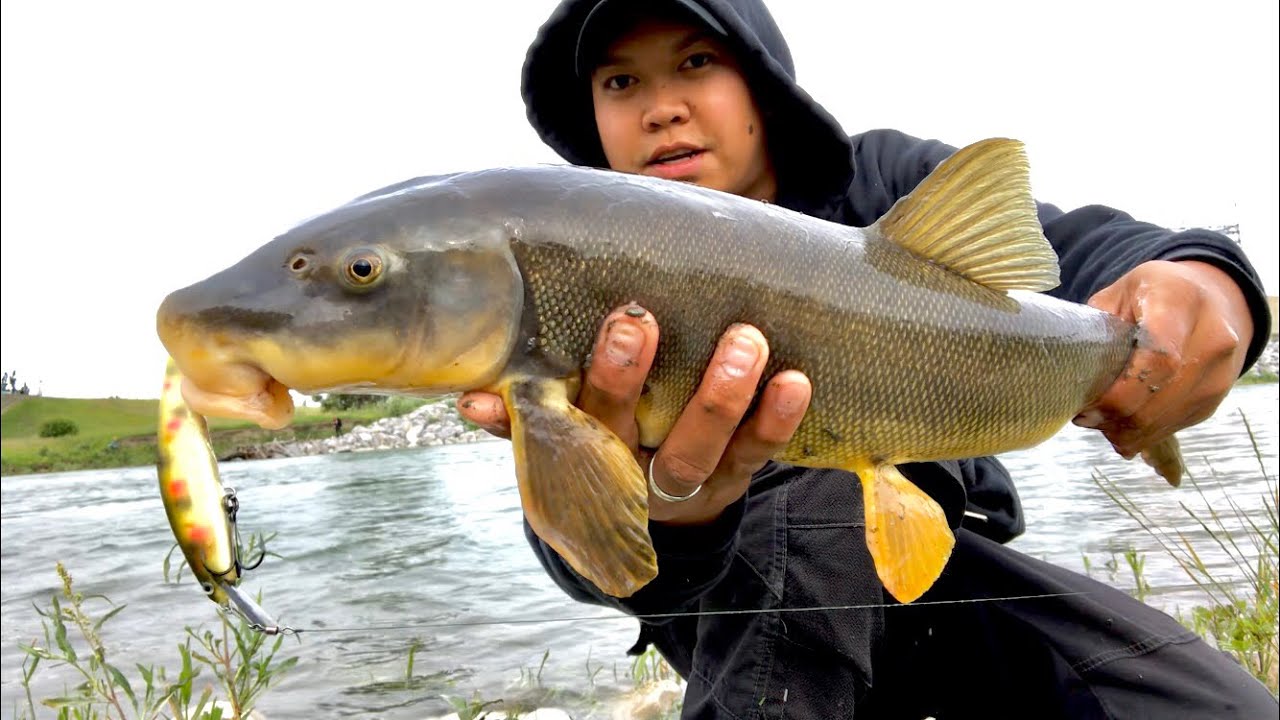 Sucker FISH | BOW River | Calgary Fishing | Using CSTHandmadelures