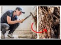 It's not only Ants...it´s worse than we thought! Rescuing a 120 year old House