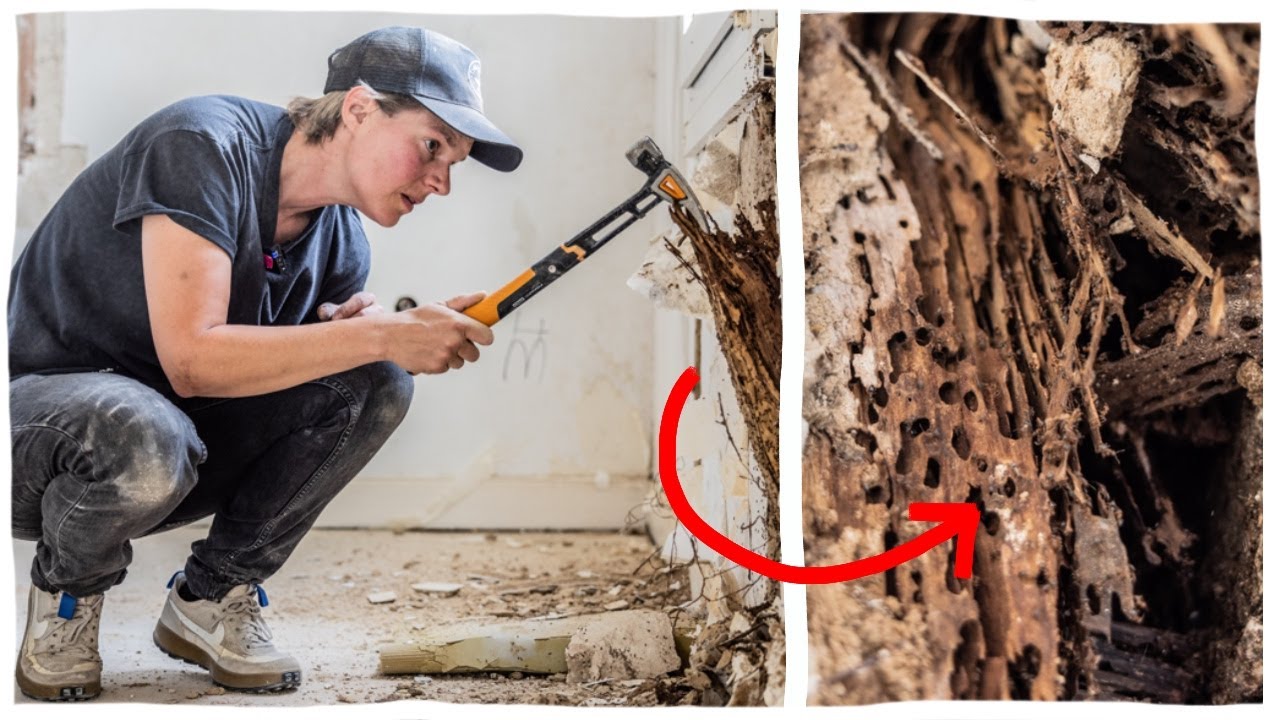It's not only Ants...it´s worse than we thought! Rescuing a 120 year old House, on YouTube