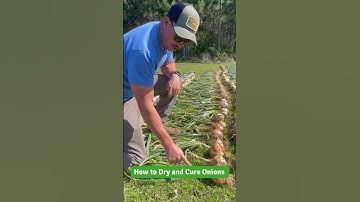 How to Properly “Cure” Onions 🧅
