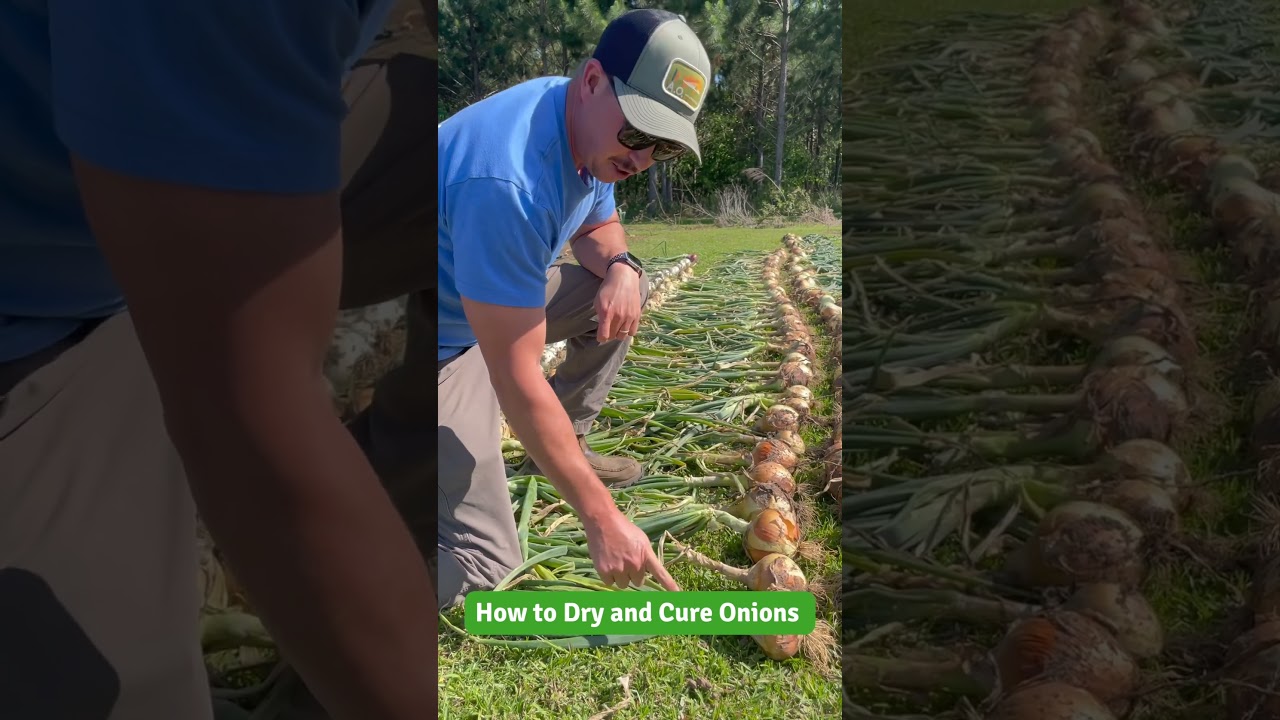 How to Properly “Cure” Onions 🧅