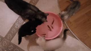 Котэ на рыбалке! Британские кошки играют с рыбками в тазу Котэ на рыбалке! Британские кошки играют с рыбками в тазу